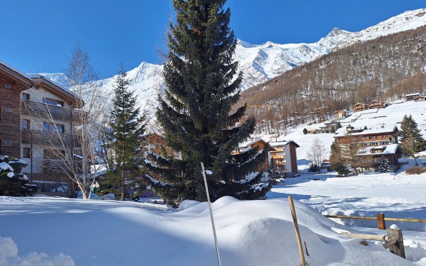 Silberdistel in der sonnigen Wildi Grossus Moos.